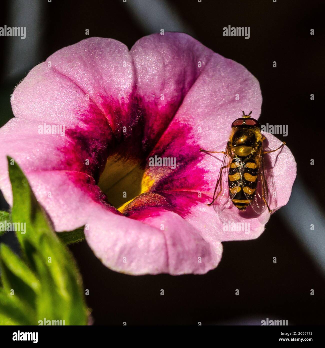 Les mouches à bosse sont de la famille des insectes Syrphidae. Comme leur nom commun le suggère, on les voit souvent voler ou s'étrangler à des fleurs. Banque D'Images