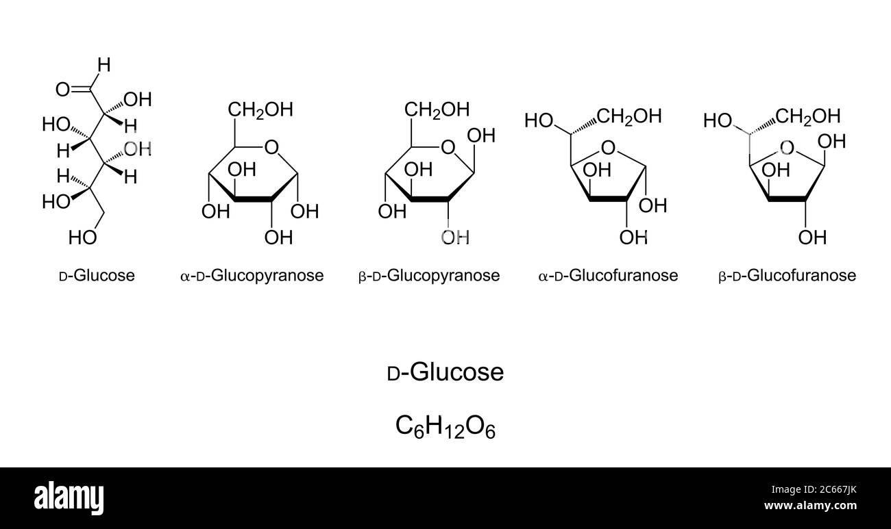 Glucose, monosaccharide, structure chimique. Sucre simple. Projection de Natta de D-glucose en chaîne ouverte. Projections de Haworth de quatre isomères cycliques. Banque D'Images