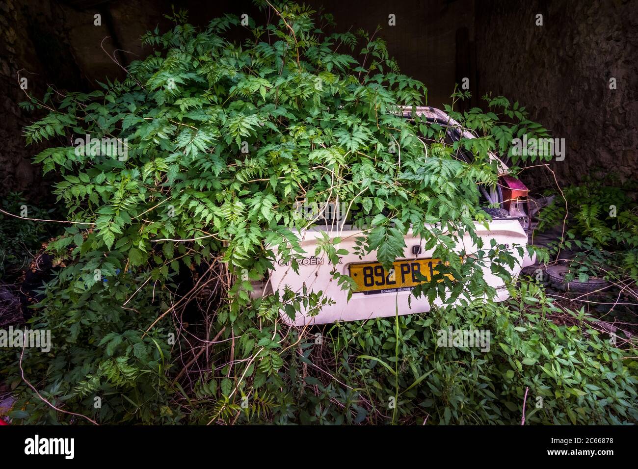 Épave de voiture surcultivée par une wisteria à Névian au printemps Banque D'Images