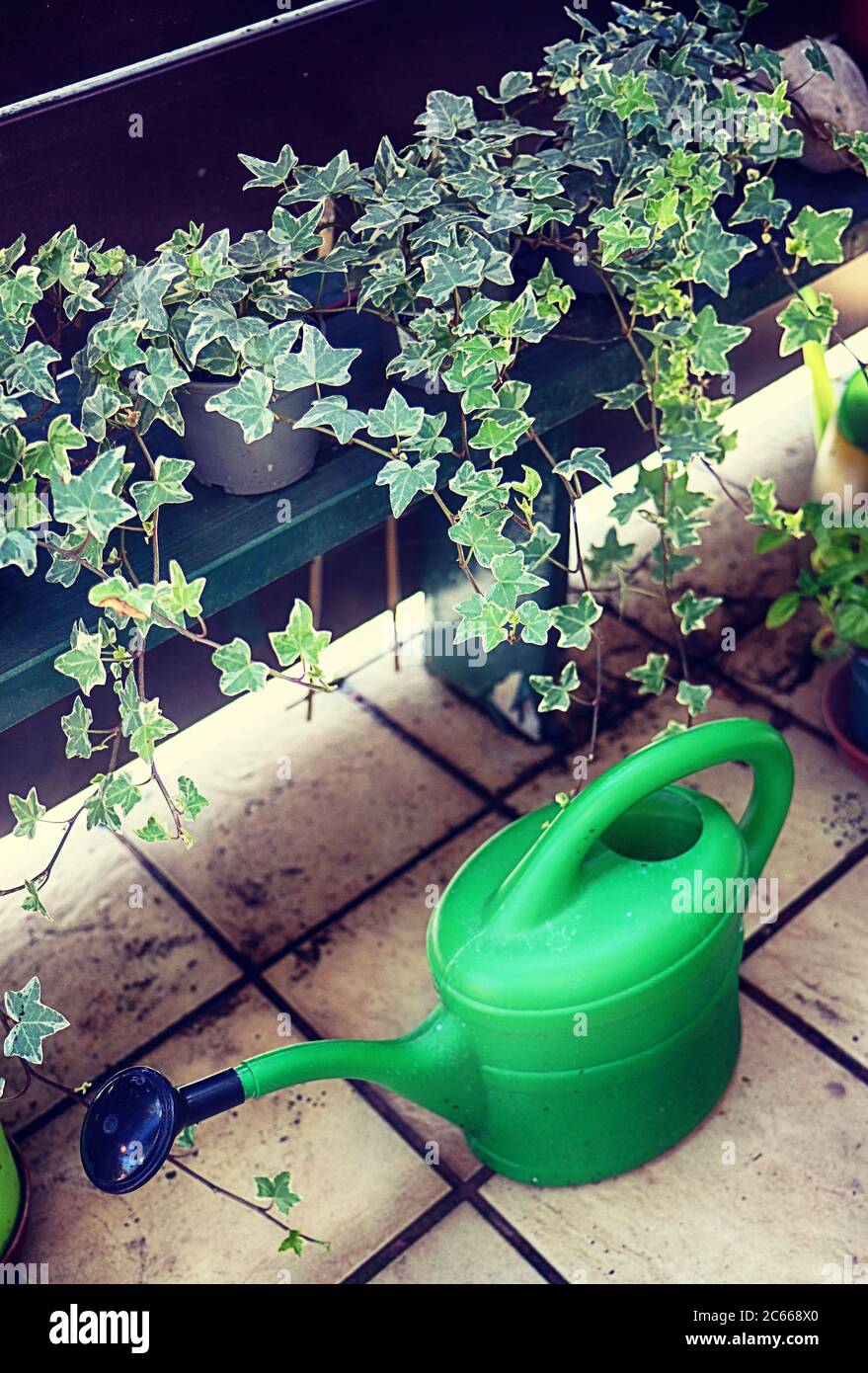 ivy pots plantes et arrosoir sur le balcon de la maison Banque D'Images