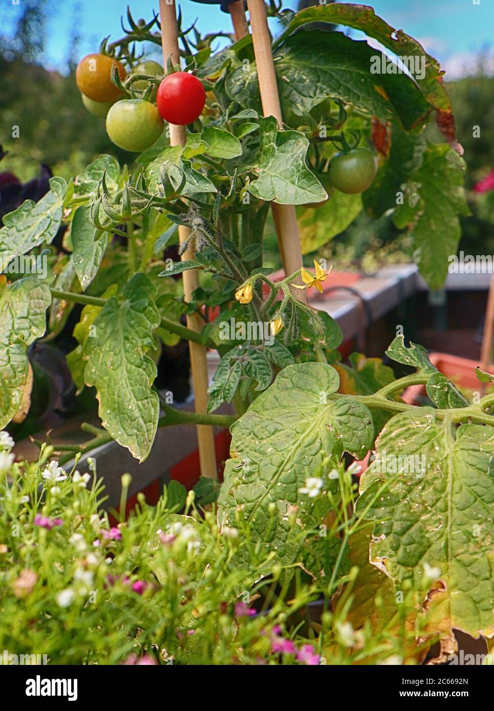 Jardinage sur le balcon de la maison: Tomates cerises sur la plante en pot Banque D'Images