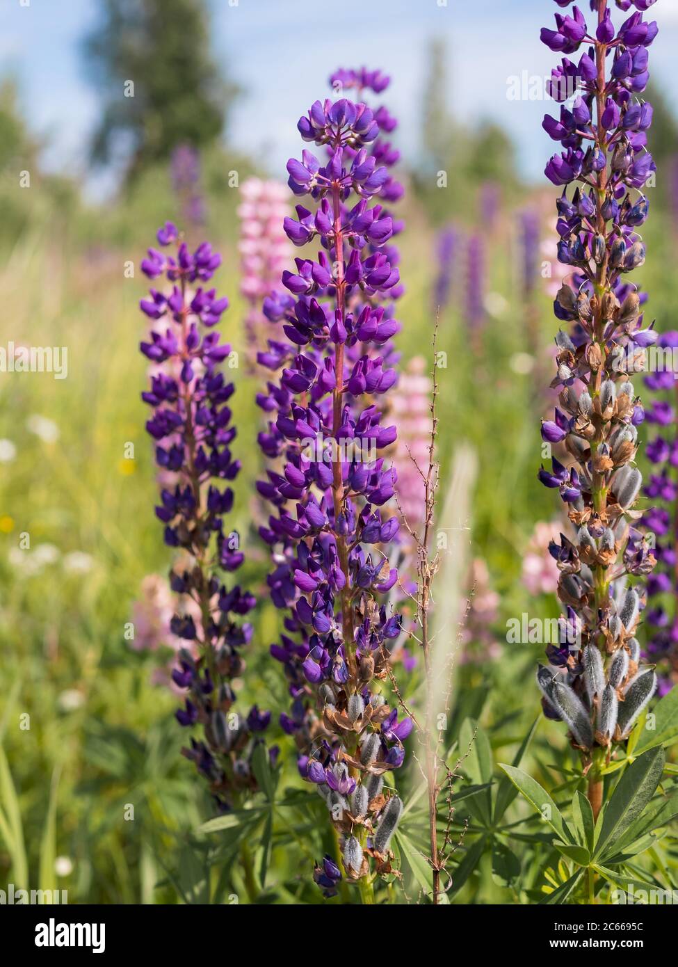 fleurs de lupins violets dans le champ. Plan vertical concept Cottagecore et Farmcore. Banque D'Images