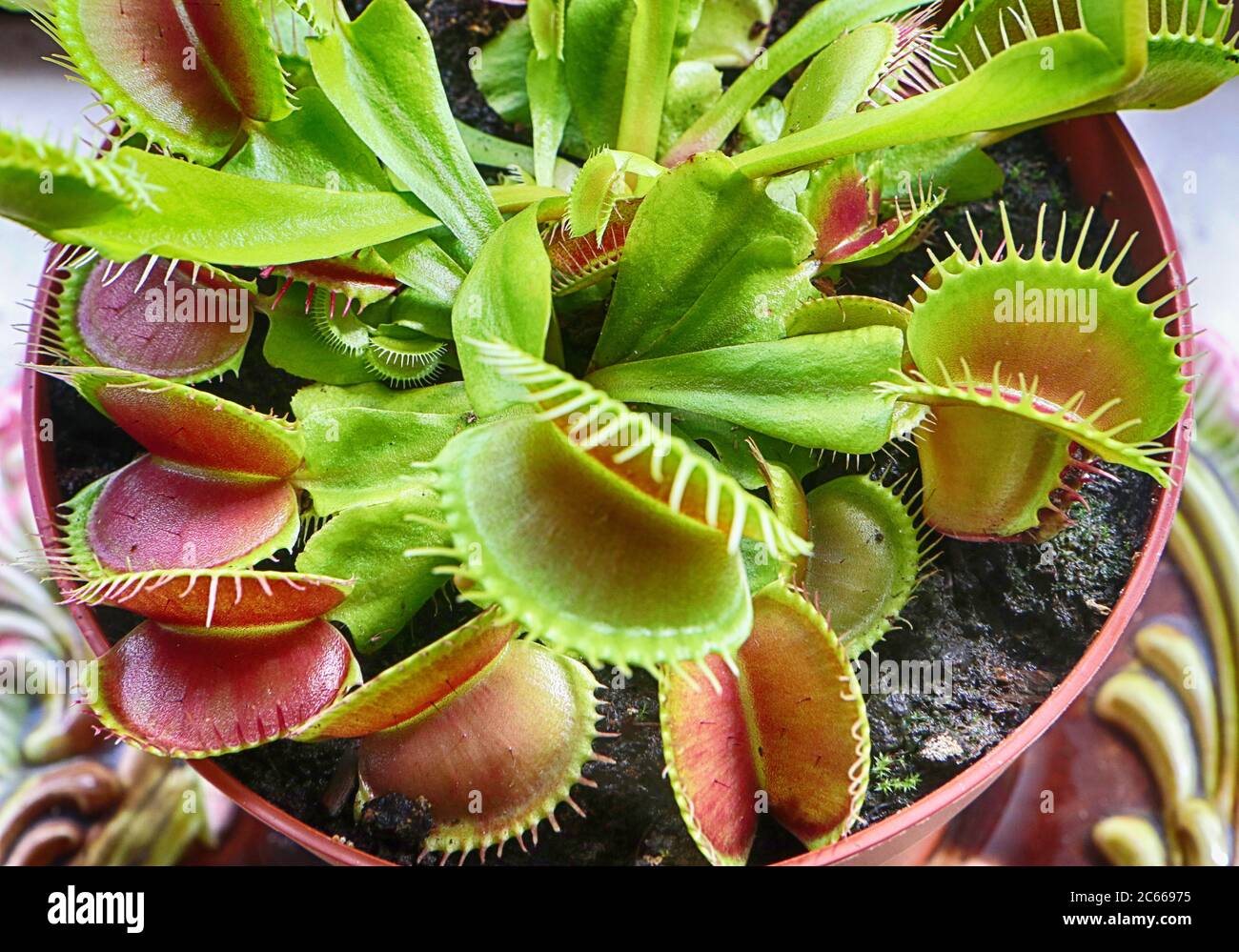 Gros plan de la mouche de Vénus (Dionaea musicipula) la plante carnivore attrape les insectes et les araignées avec les structures de piégeage à la fin du congé Banque D'Images