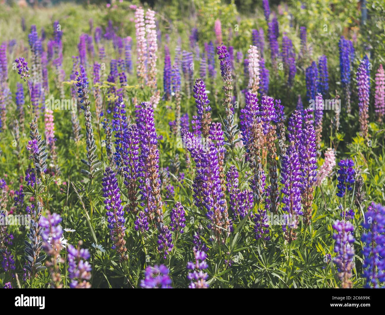 fleurs de lupins violets dans le champ. Lupins bleu vif et violet. Plan horizontal concept Cottagecore et Farmcore. Banque D'Images