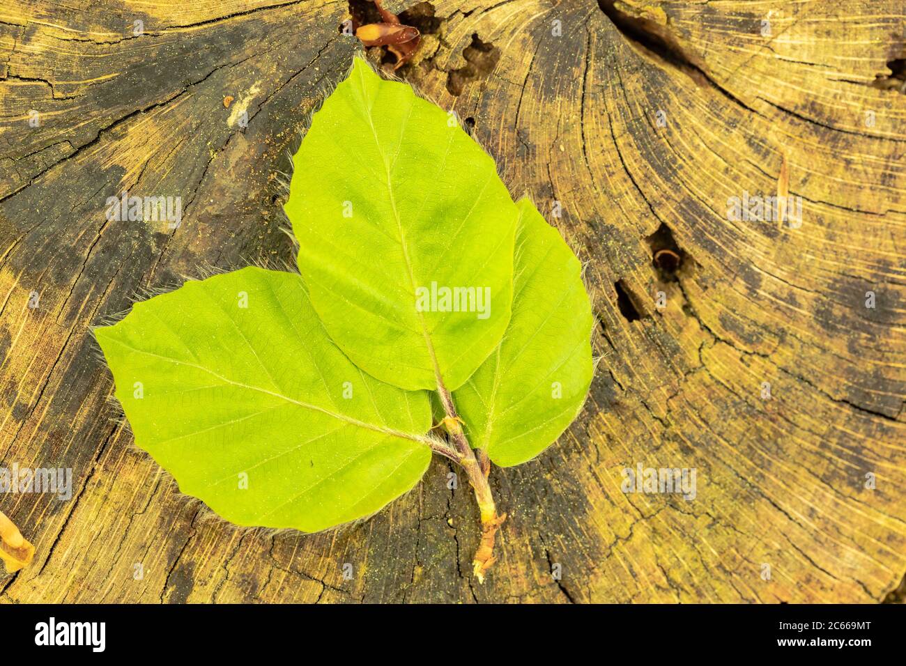Les jeunes feuilles de hêtre, Fagus sylvatica, close-up Banque D'Images