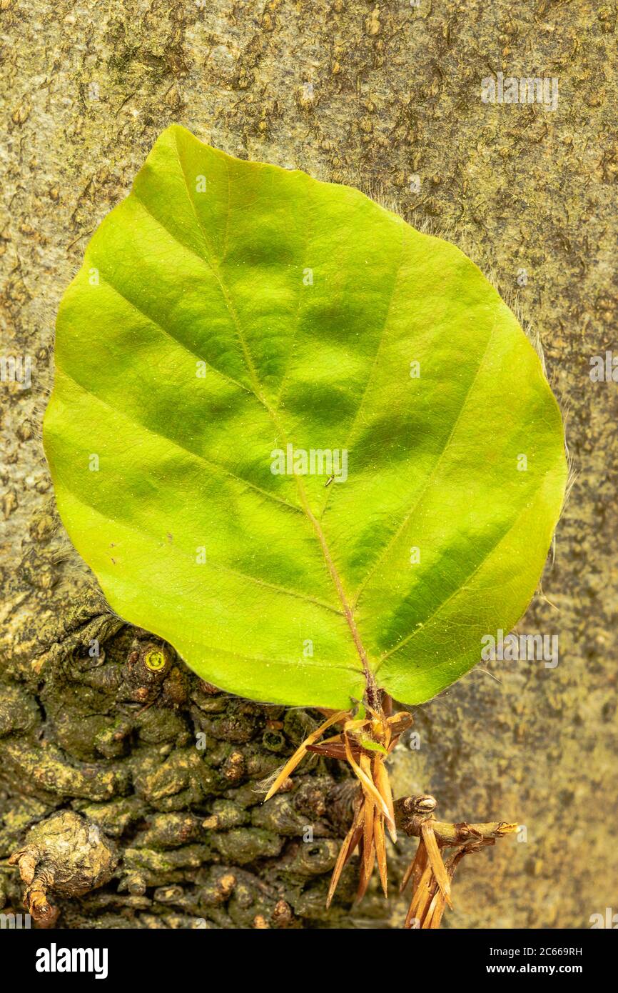 Jeunes feuilles de hêtre, Fagus sylvatica, gros plan Banque D'Images