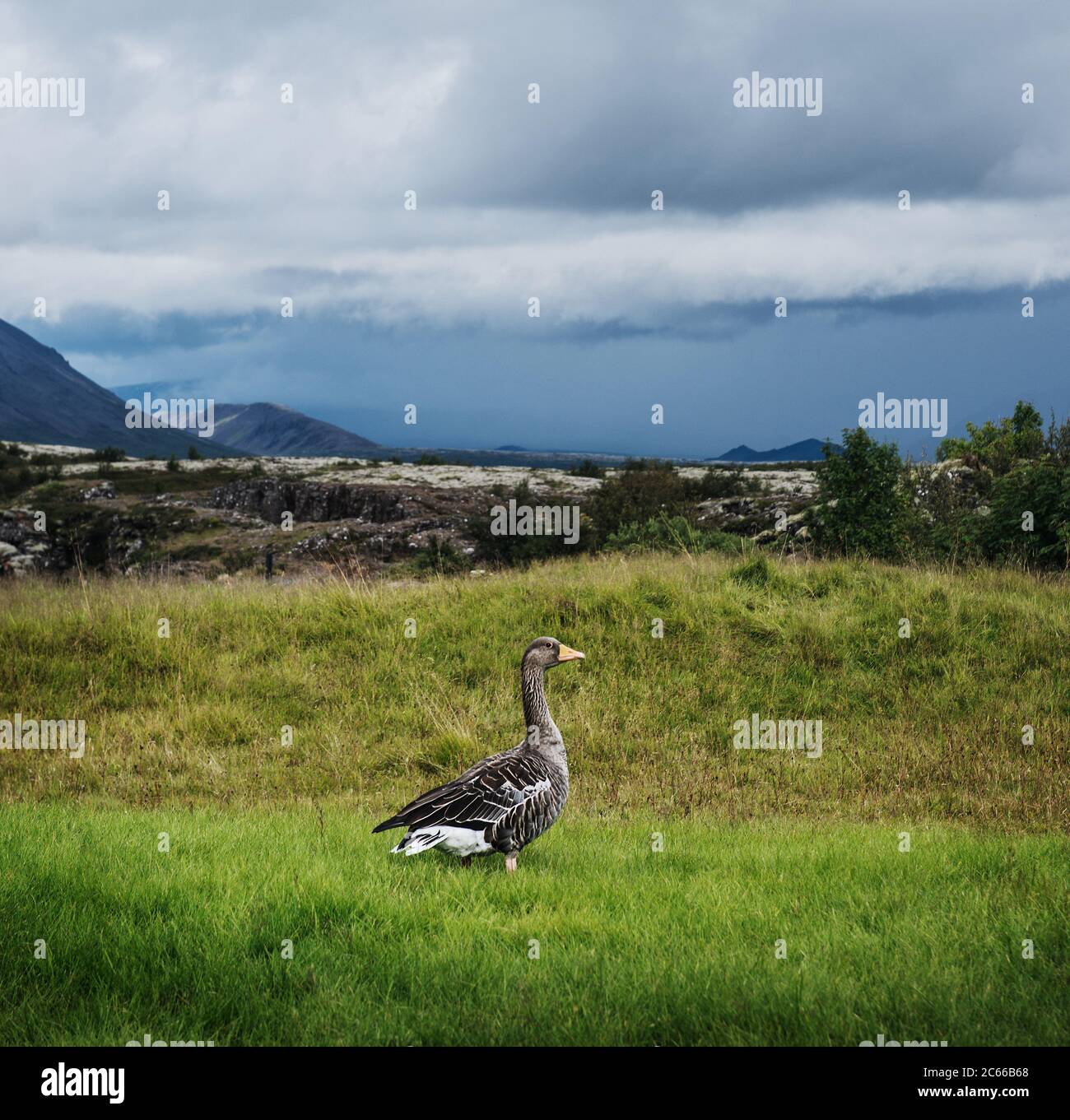 Canard sauvage sur une colline dans le cercle d'or, sud de l'Islande, Islande, Scandinavie, Europe Banque D'Images