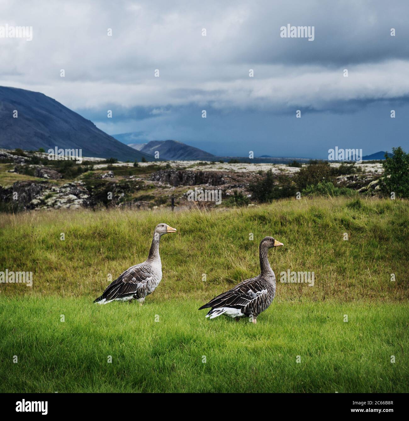 Canards sauvages sur une colline dans le cercle d'or, sud de l'Islande, Islande, Scandinavie, Europe Banque D'Images