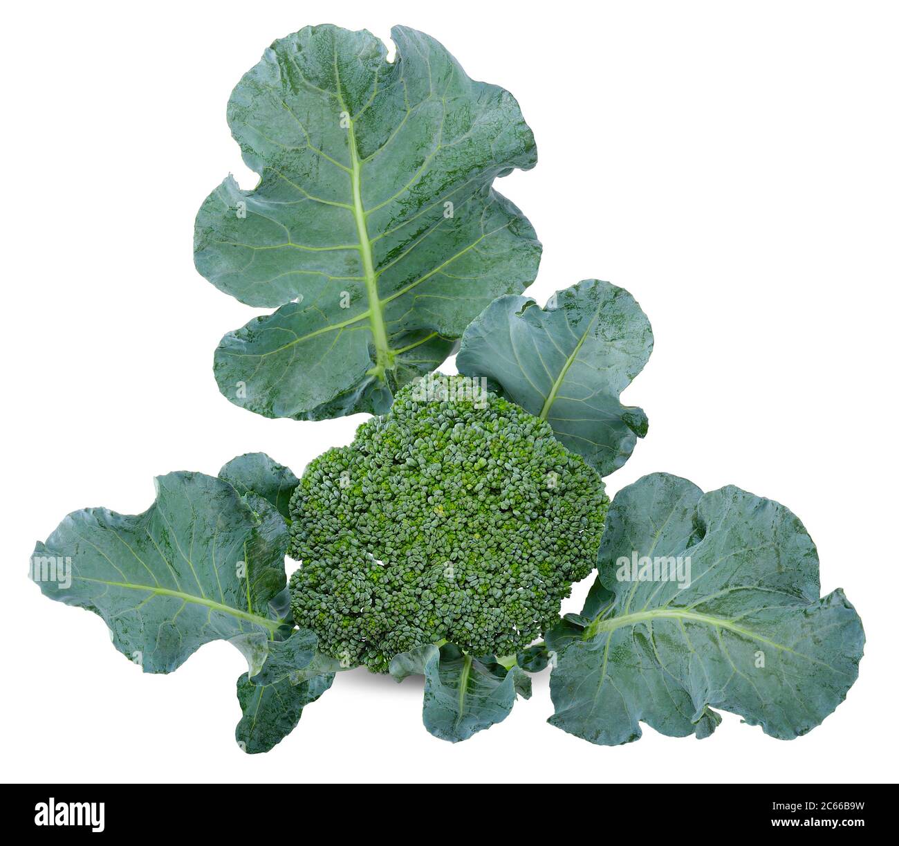 Brocoli légumes isolés sur fond blanc avec chemin de coupure Banque D'Images