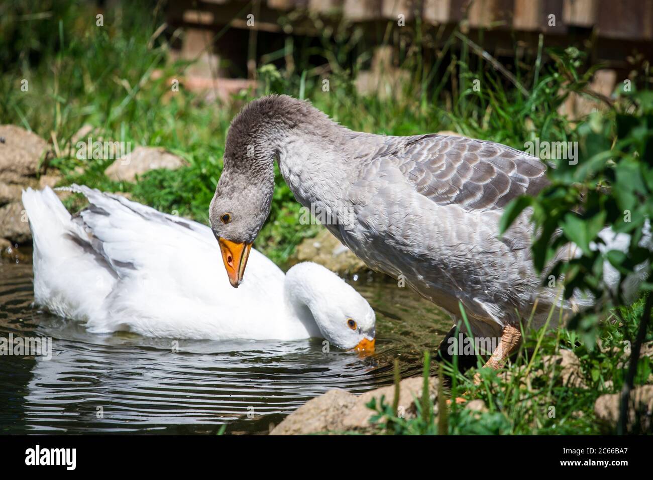 Les oies de la race 'Österreichische Landgans', une espèce autrichienne en danger critique d'extinction Banque D'Images