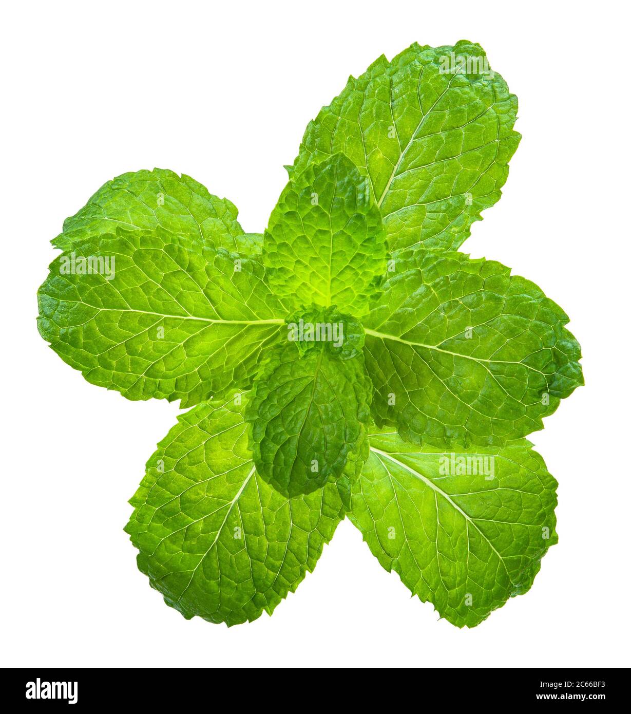 menthe poivrée isolée sur blanc, chemin de découpe à la menthe tous foyer Banque D'Images