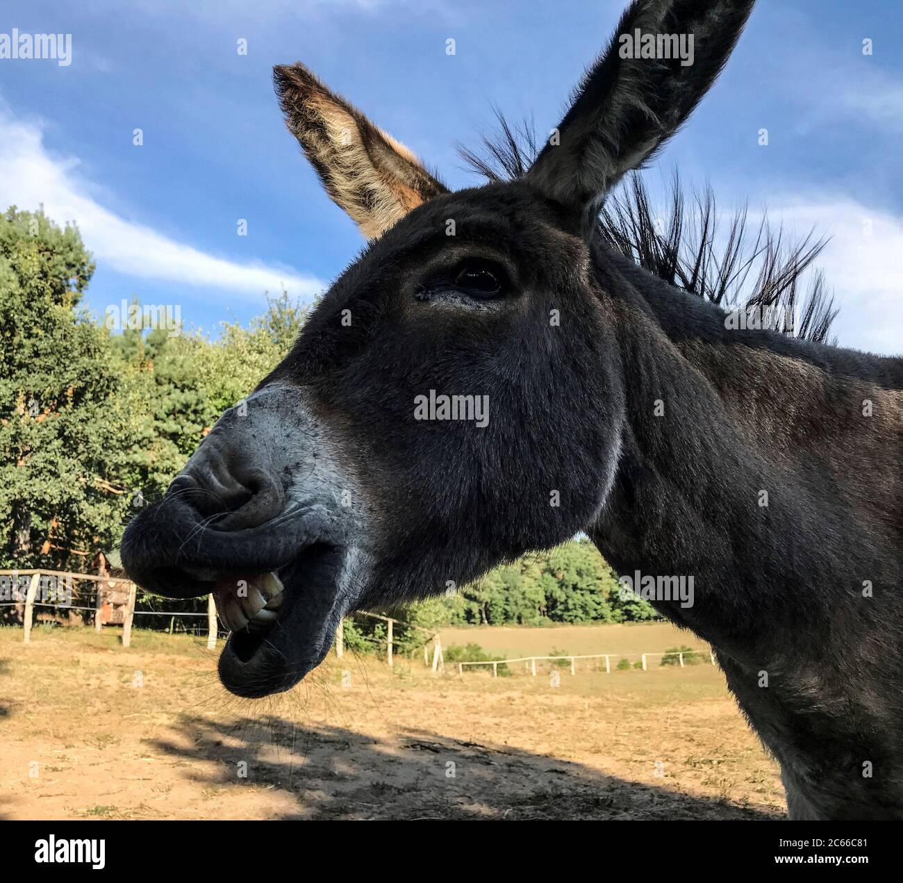 âne comique Banque de photographies et d’images à haute résolution - Alamy