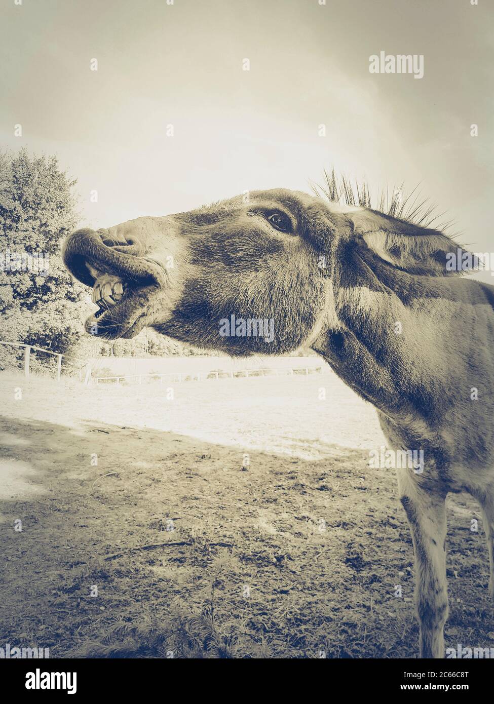 âne comique Banque de photographies et d’images à haute résolution - Alamy