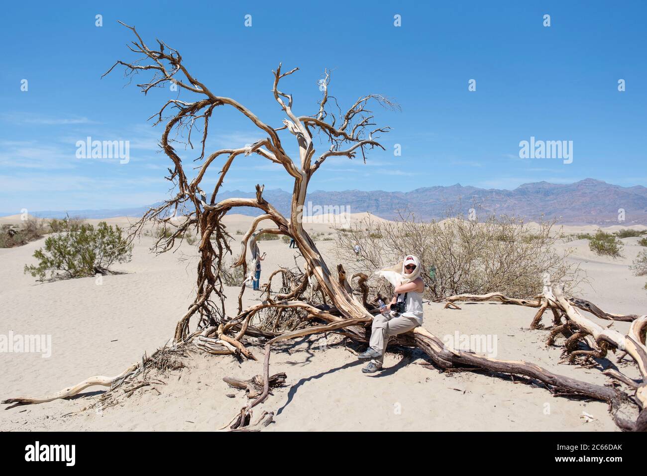 Arbre mort dans le désert de Mojave en Californie, Etats-Unis Banque D'Images