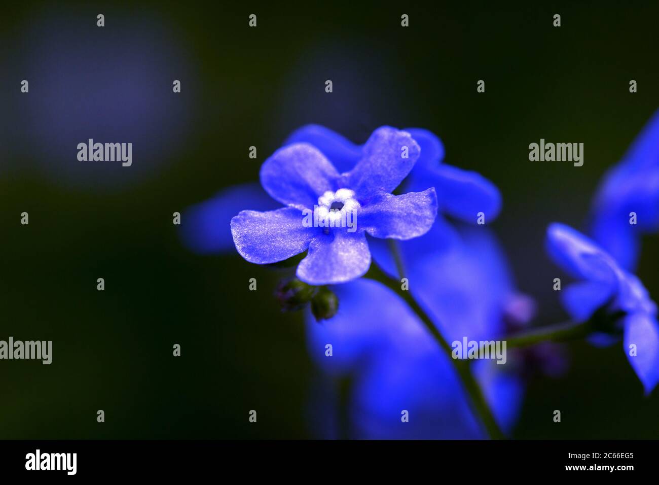 Photo macro de beau le petit bleu oubliez-moi pas les fleurs. Fleurs bleues sur fond vert Banque D'Images