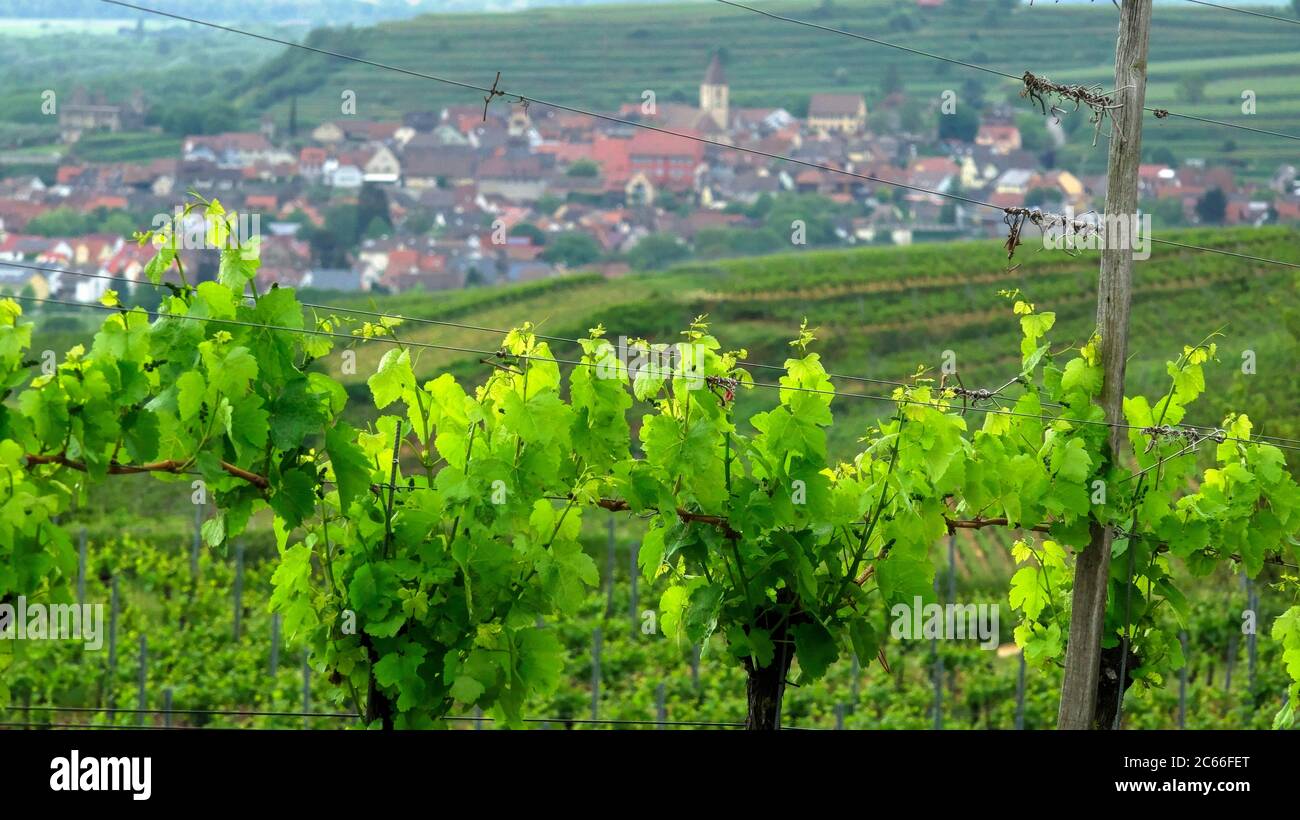 Vignobles près de Burkheim am Kaiserstuhl, Bade-Wurtemberg Banque D'Images