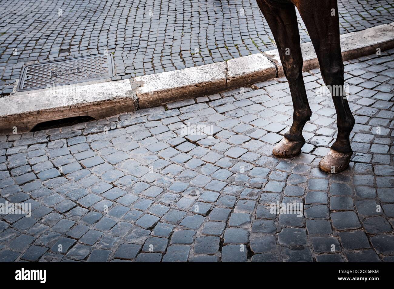 Piazza Navona, cheval, détail, jambes à l'avant Banque D'Images