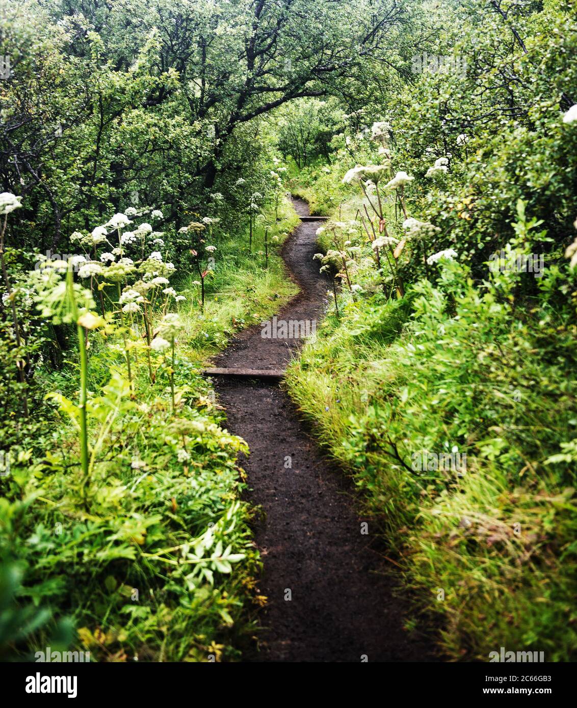 Chemin traversant la forêt dans le parc national de Vatnajokull, Islande, Scandinavie, Europe Banque D'Images
