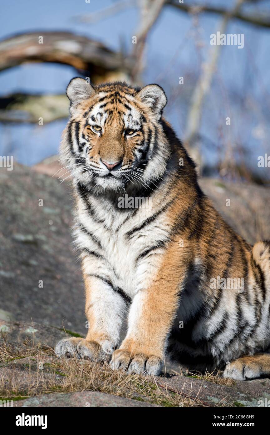 Jeune femme Amur tigre Banque D'Images