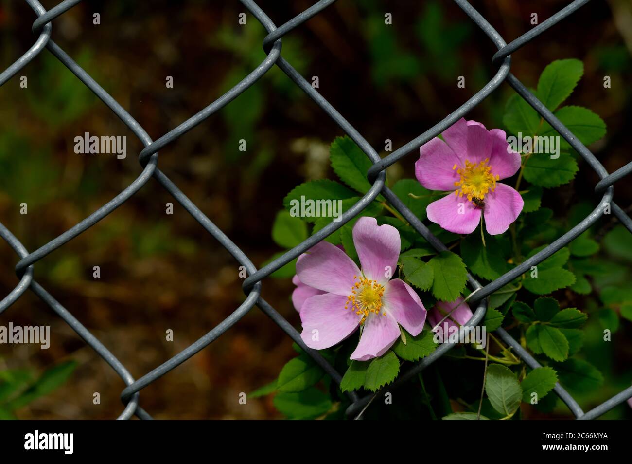 De jolies fleurs de rose sauvages (Rosa acicularis), qui poussent sur une clôture métallique dans les régions rurales du Canada de l'Alberta Banque D'Images
