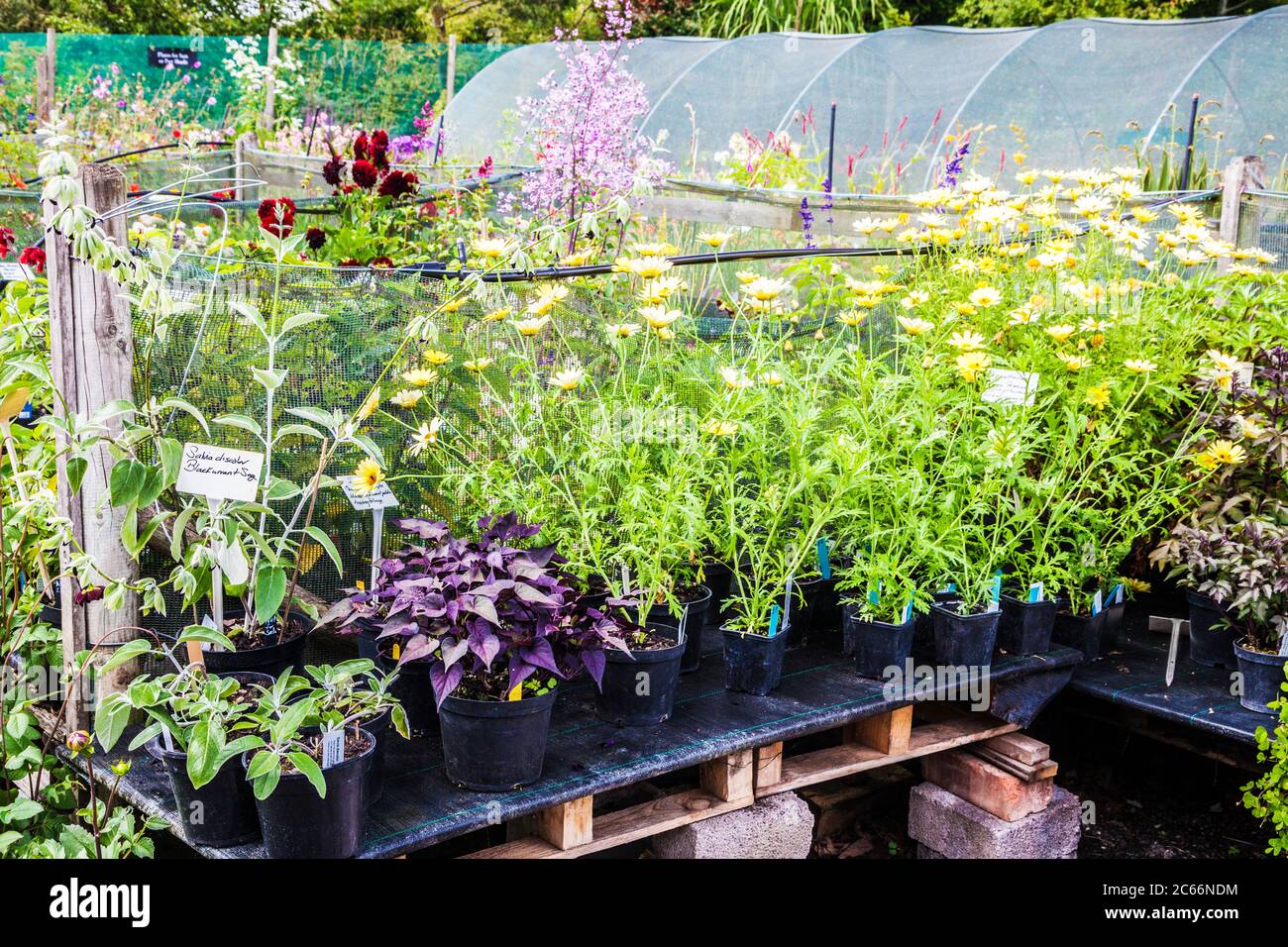 Plantes à vendre à une petite pépinière. Banque D'Images