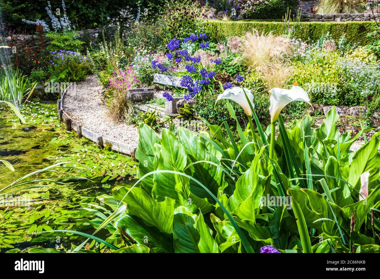 Chemin en gravier et place assise au milieu d'une végétation luxuriante autour d'un étang de jardin ornemental. Banque D'Images