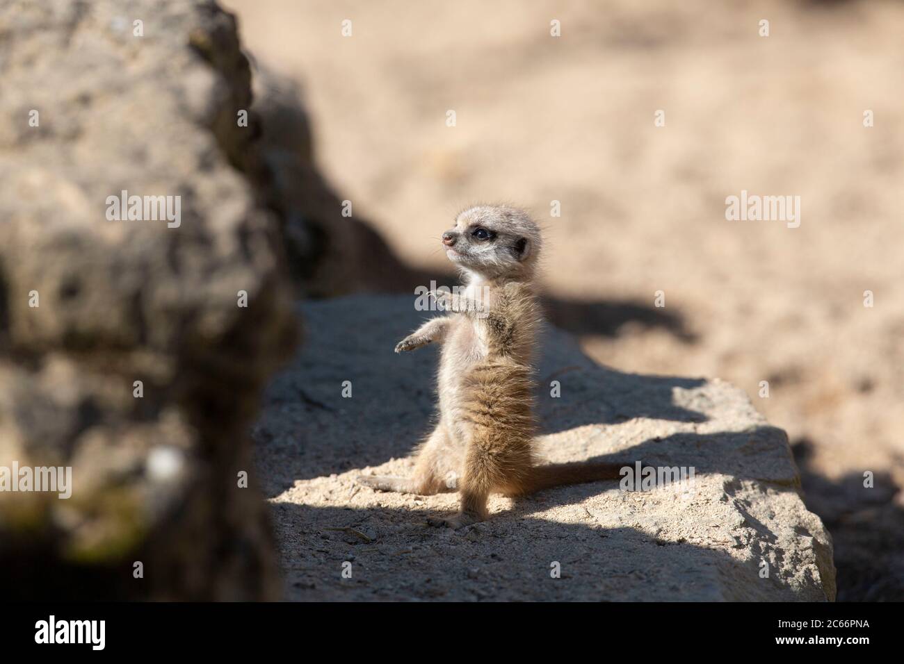 Mignonne bébé meerkat, Suricata suricata Banque D'Images