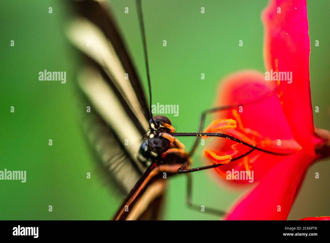 image macro d'un papillon rayé noir et blanc reposant sur une fleur en fleurs Banque D'Images