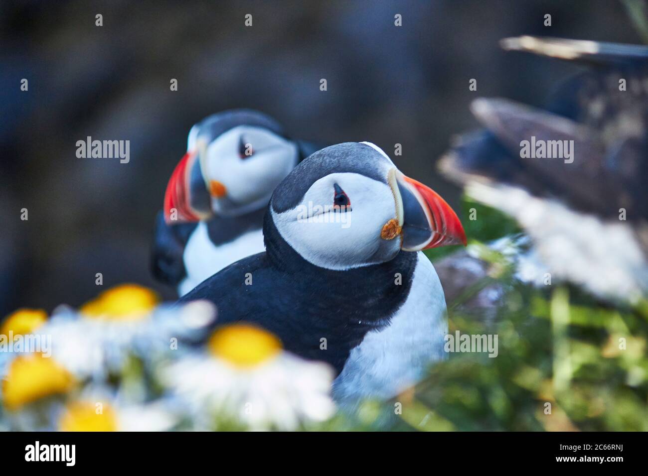 des macareux en islande sur une falaise Banque D'Images