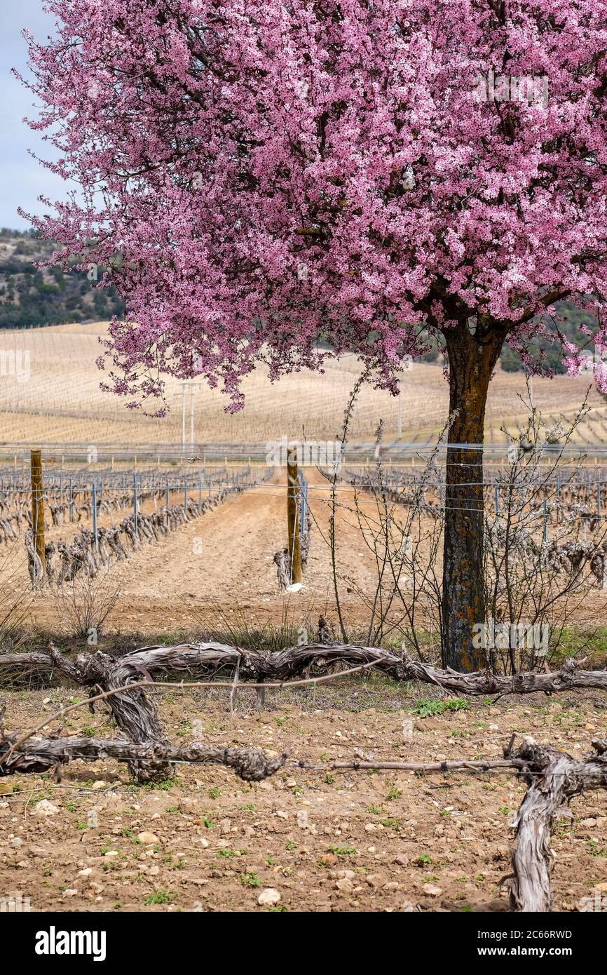 Vignobles dans les environs de la cave Dehesa de los Canonigos dans la dénomination d'origine Ribera del Duero dans la province de Valladolid en Espagne Europe Banque D'Images