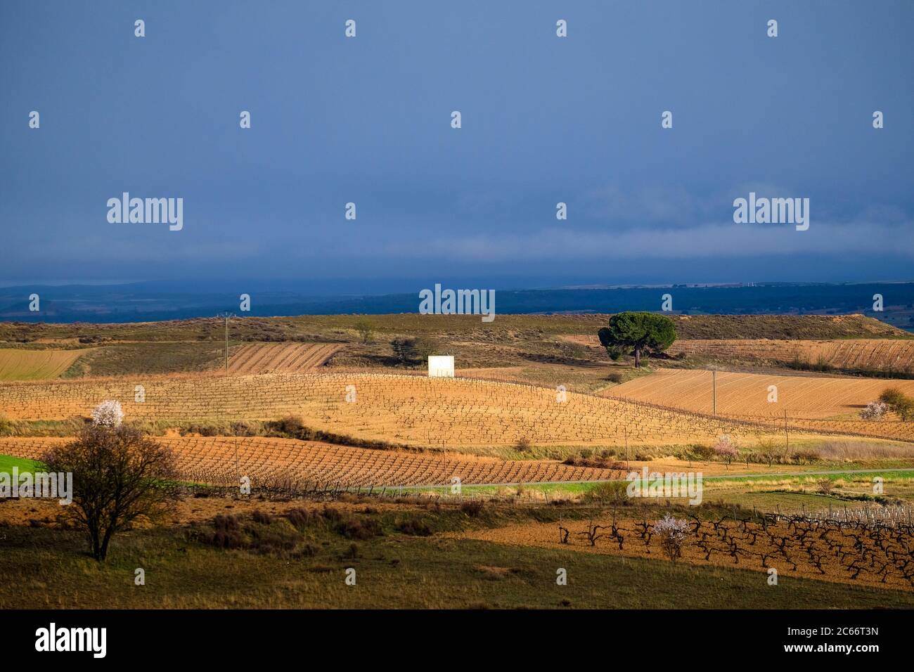 Paysage de vignes à la fin de l'hiver dans la région de Ribera del Duero vins dans la province de Valladolid en Espagne Europe Banque D'Images