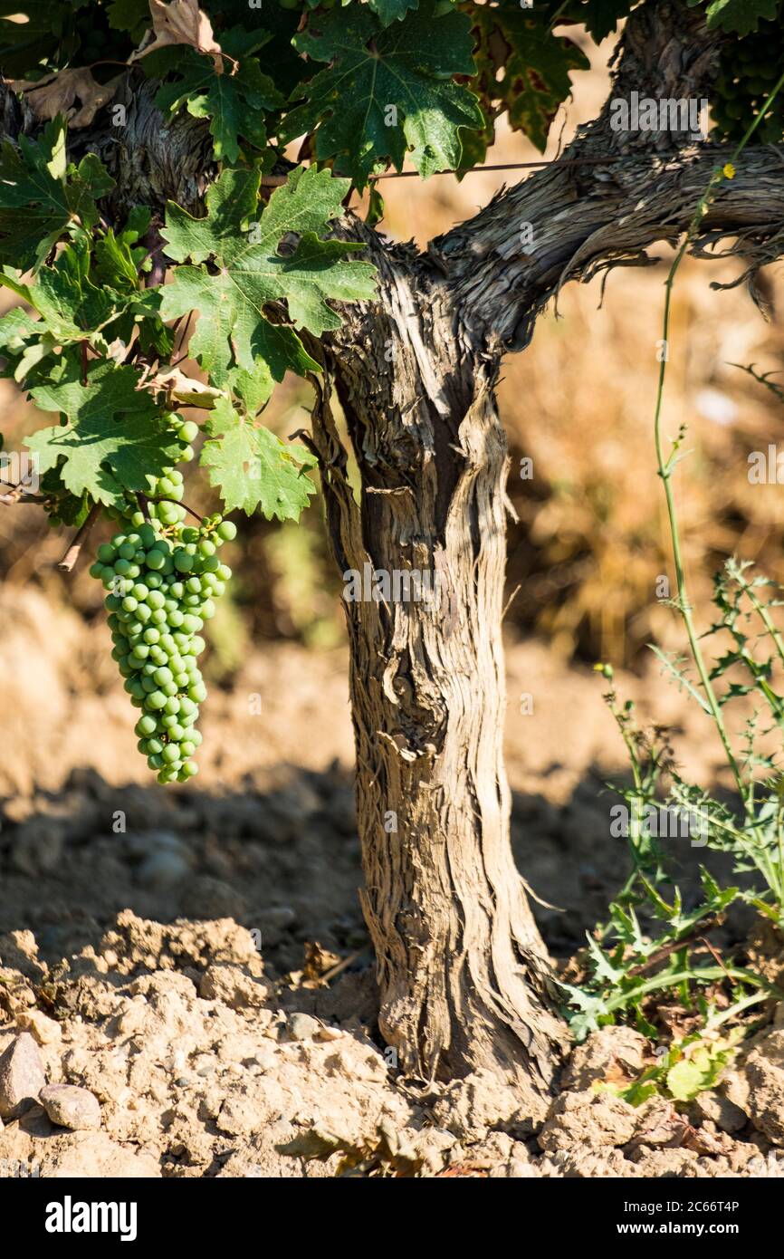 Champs de vignes dans la région d'origine de Somontano dans la province de Huesca en Aragon Espagne Banque D'Images