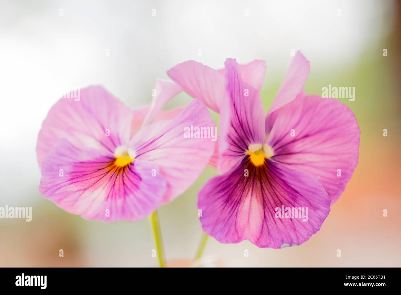 Belles fleurs de Pansy, couleur pourpre Banque D'Images