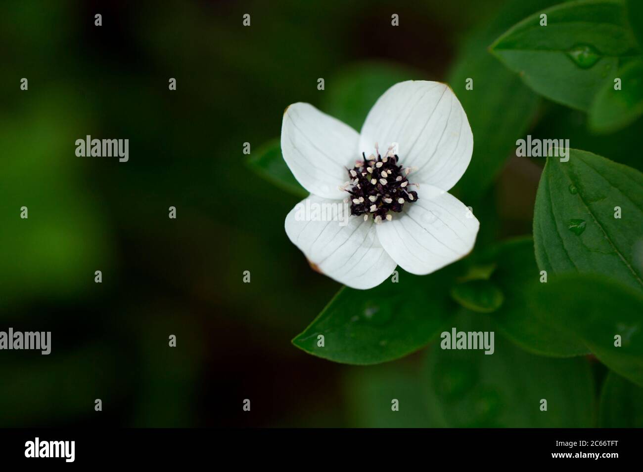 Cornus suecica, le cornel nain ou la baie de petits fruits, Laponie Finlande Banque D'Images