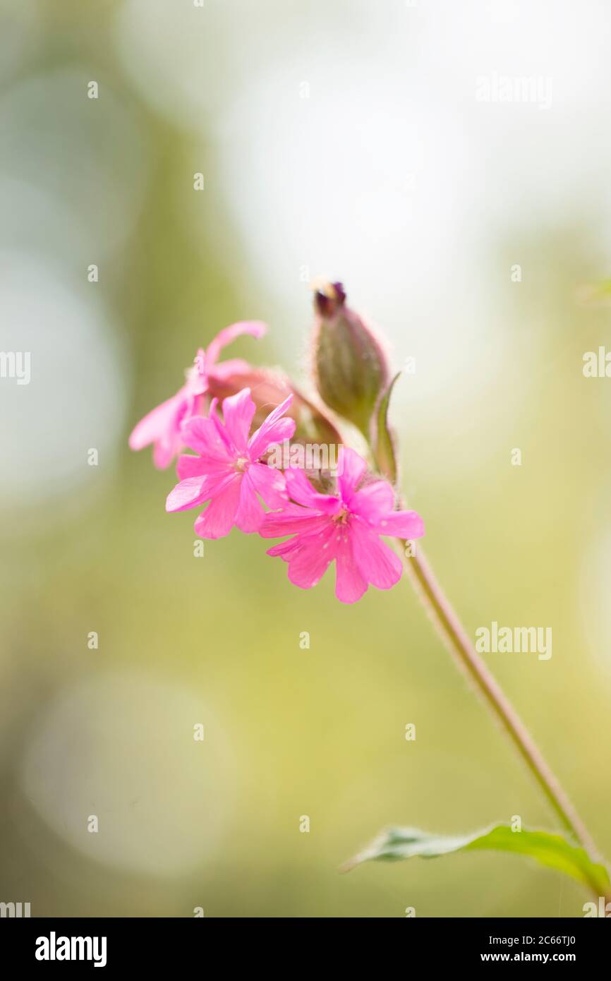 Fleur de prairie rose, Silene dioica, bokeh backgroun Banque D'Images