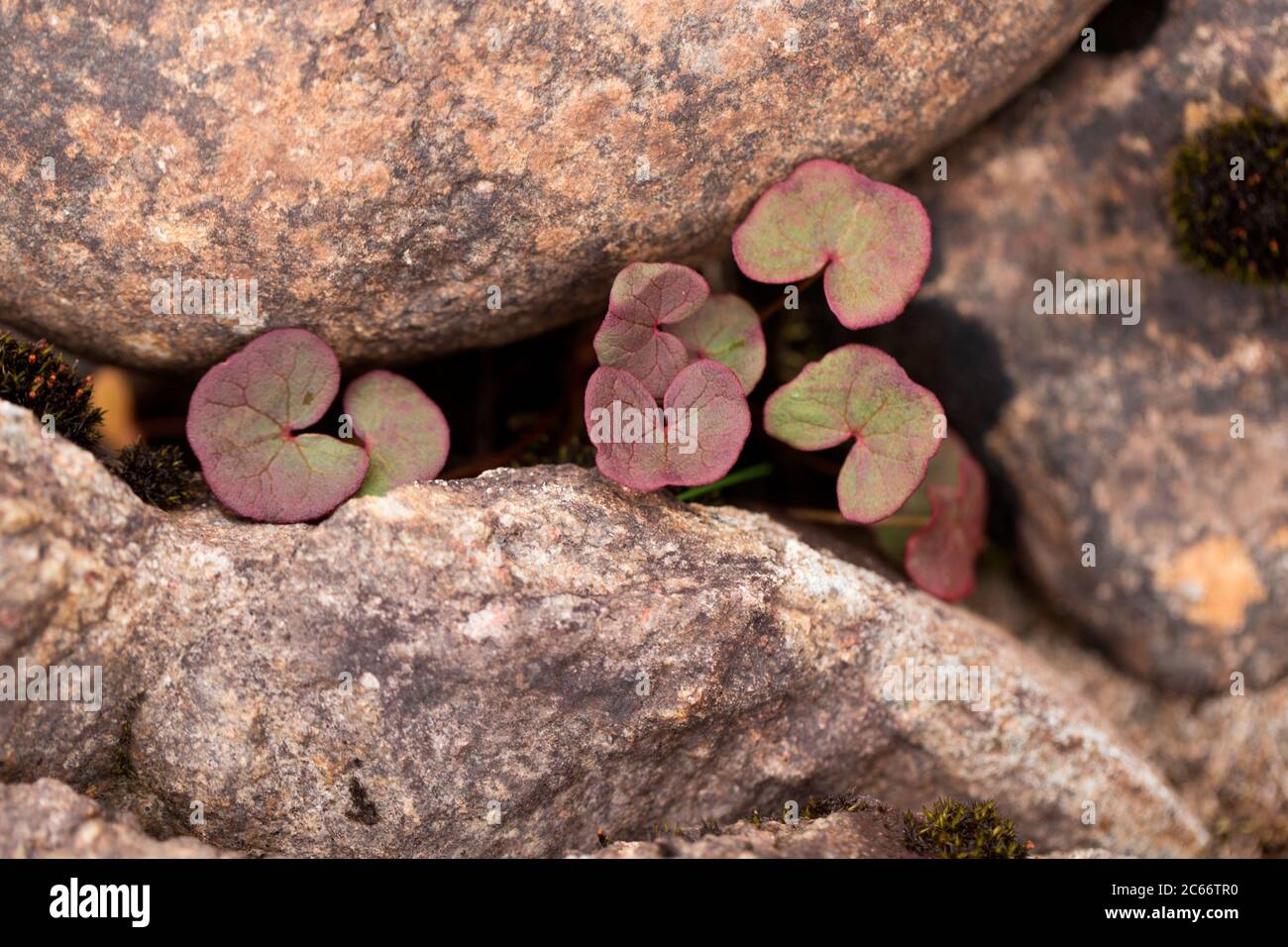 Plantes entre les berges en pierres de Laponie, en Finlande Banque D'Images