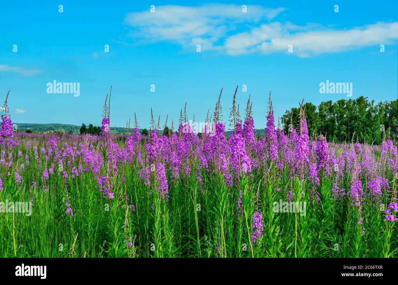 Prairie d'été avec fleurs de pompier rose couvertes. Paysage estival pittoresque - fleurs Chamaenerion angustifolium ou Epilobium angutif Banque D'Images