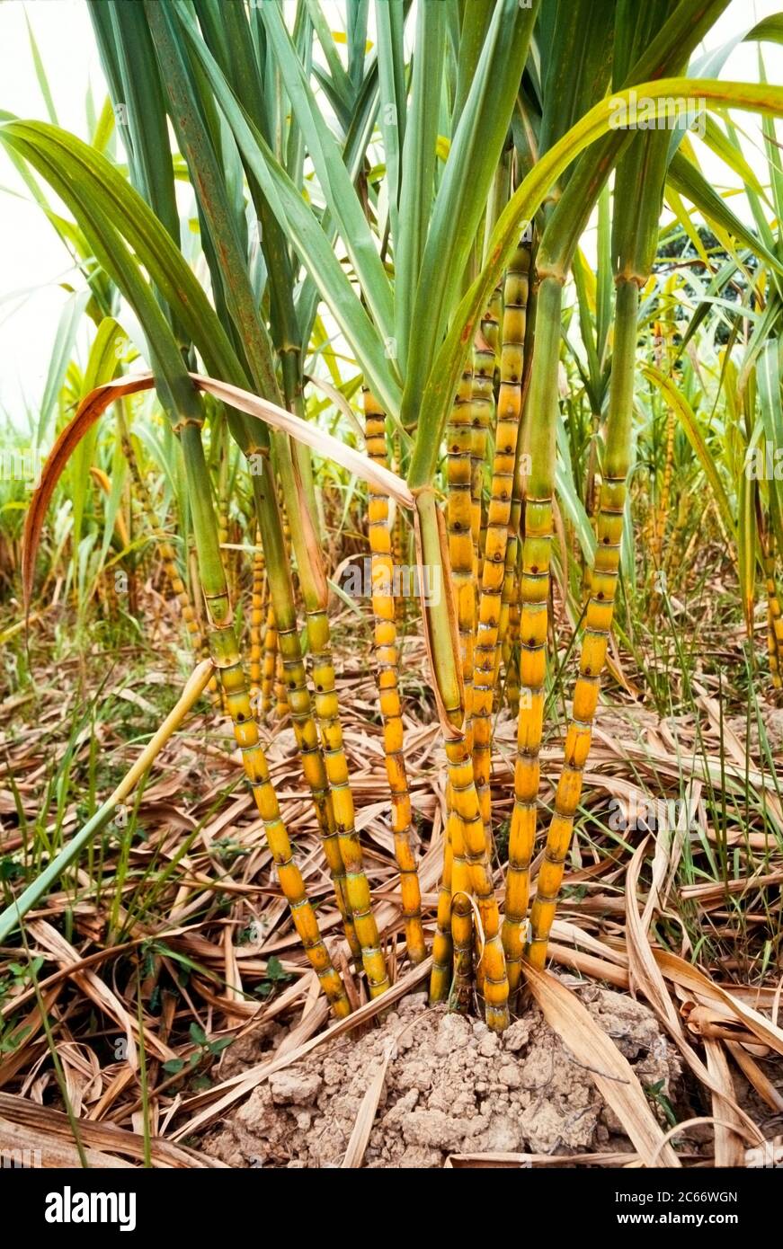 Semillas De Caña De Azúcar Saccharum Officinarum - Pack De 300 Semillas, Para Jardín, Macetas, Decoración