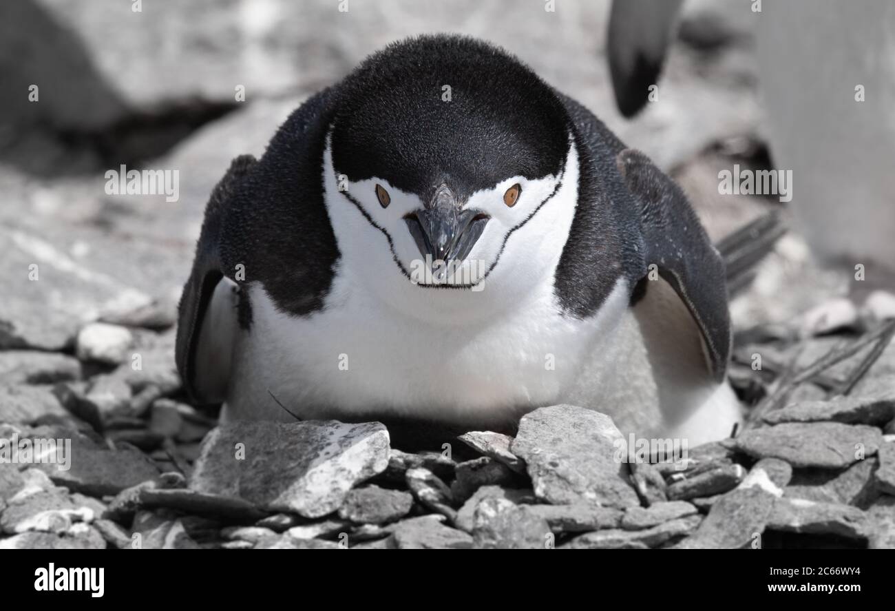 Manchot de collier (Pygoscelis antarctique) sur l'île de Signy, les Shetlands du Sud, l'Antarctique Banque D'Images