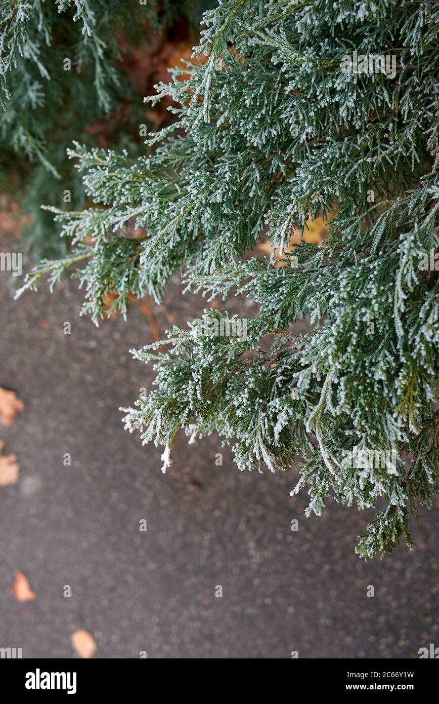 L'arbuste à feuilles persistantes Juniperus scopulorum est très proche Banque D'Images