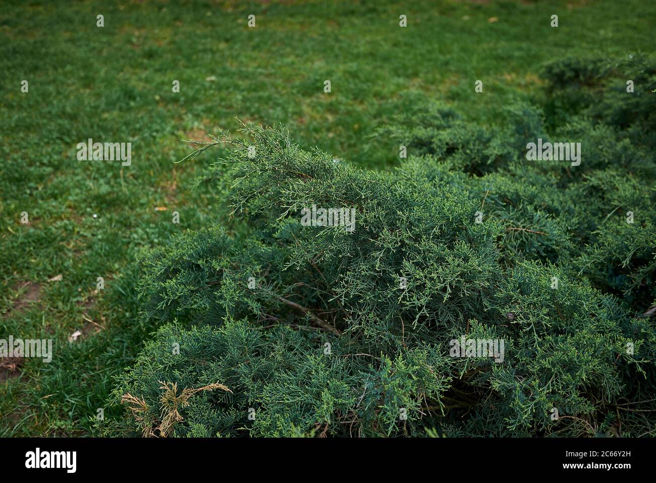 Arbuste vert à feuilles persistantes Juniperus virginiana dans un parc public Banque D'Images