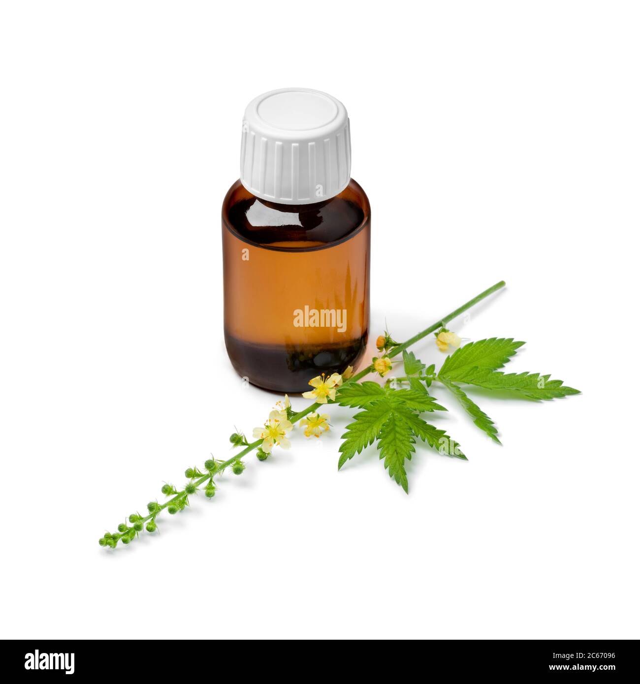 Bolle à l'huile Agrimony et fleur jaune fraîche isolée sur fond blanc Banque D'Images