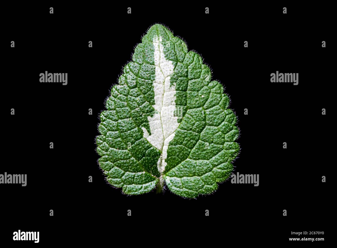 Feuille de dormant à pois Banque D'Images