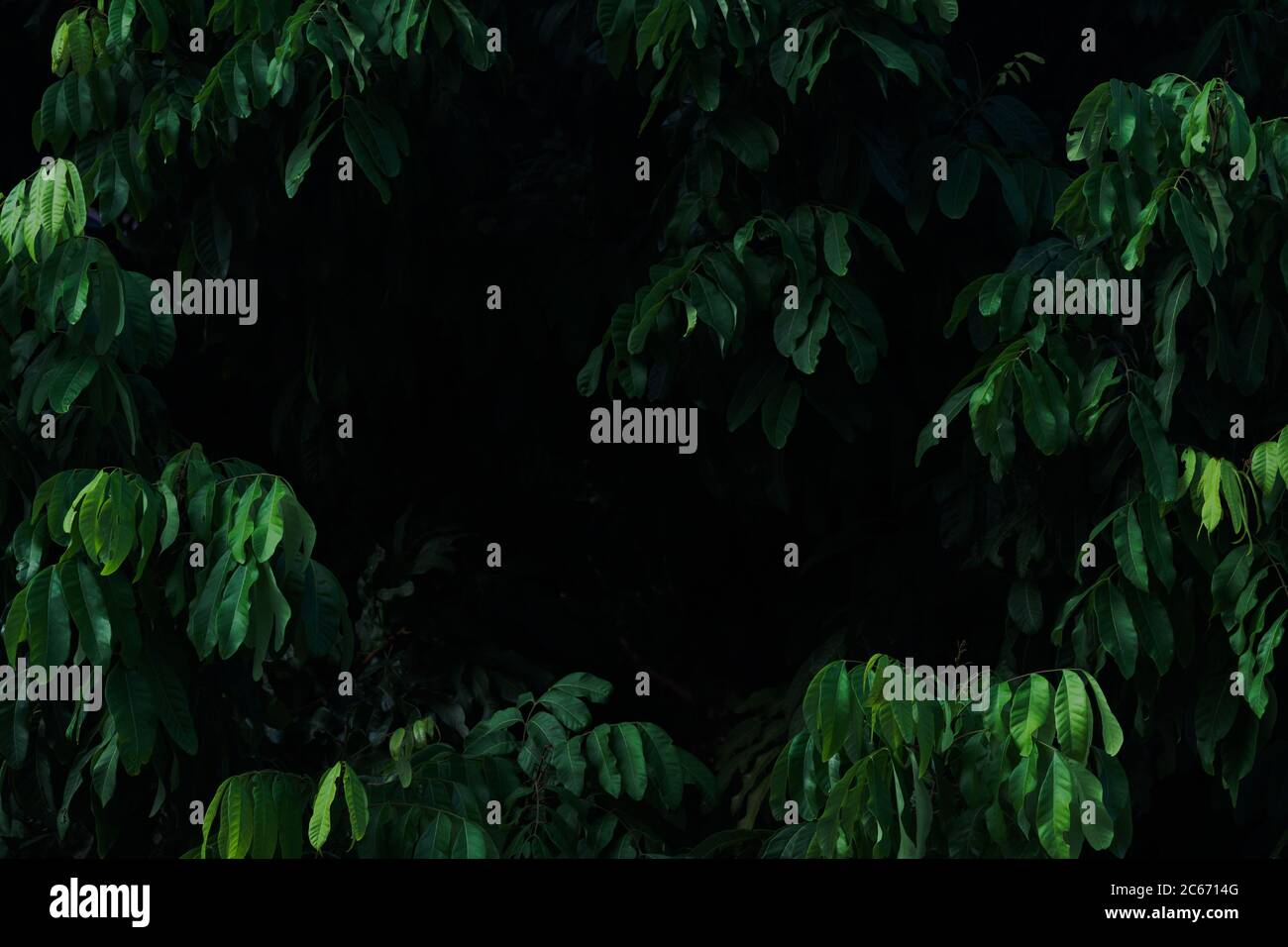 Feuilles longues vertes avec arrière-plan d'espace sombre Banque D'Images
