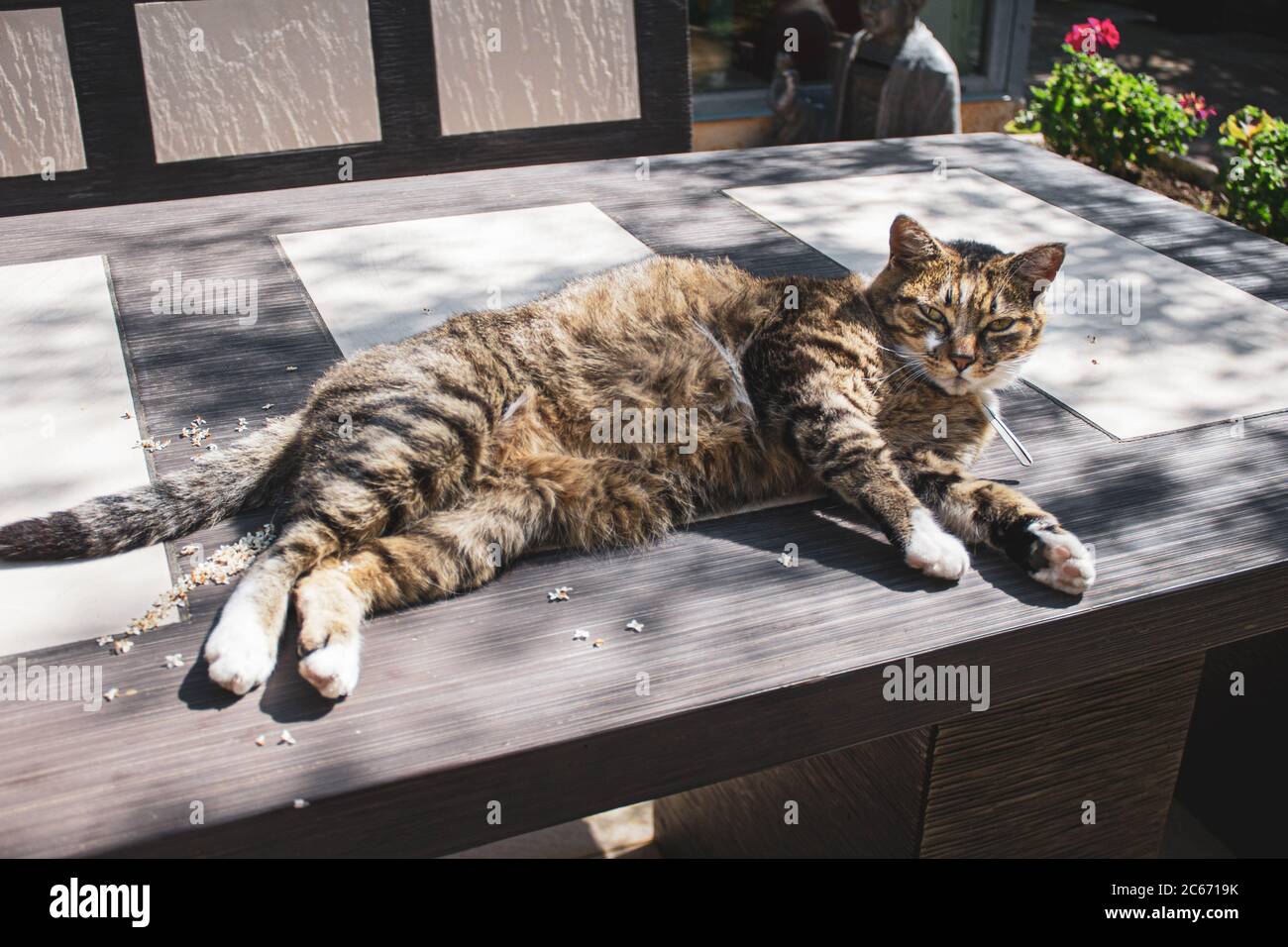 chat tabby avec des yeux dorés lumineux couché sur une table Banque D'Images