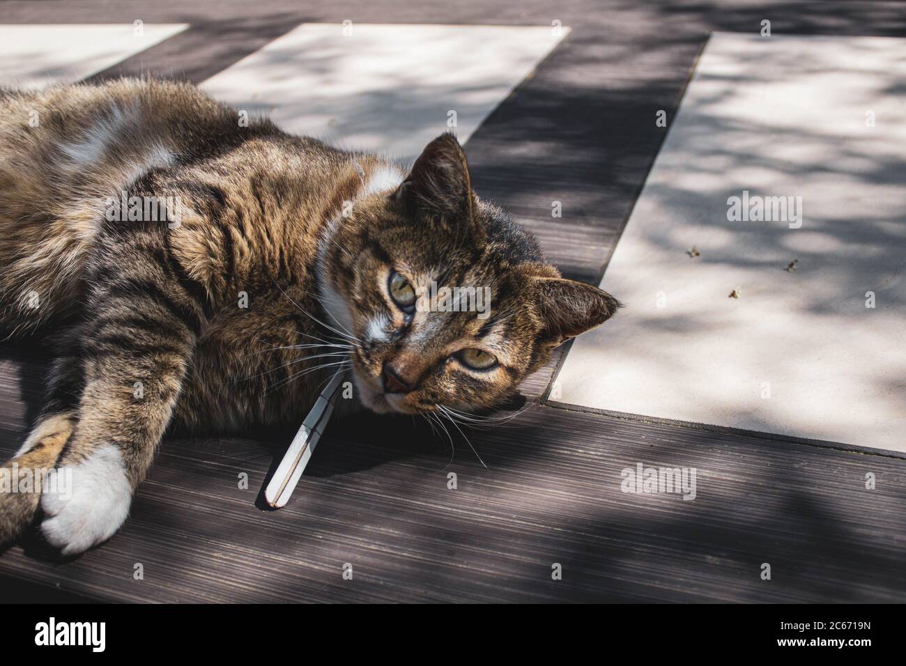 chat tabby avec des yeux dorés lumineux couché sur une table Banque D'Images