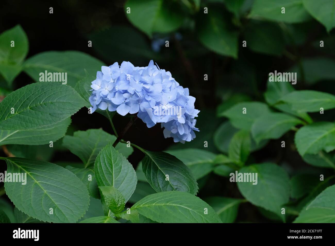 Fleurs bleues d'hortensia macrophylla Niedersachsen, tête de Mophead Banque D'Images