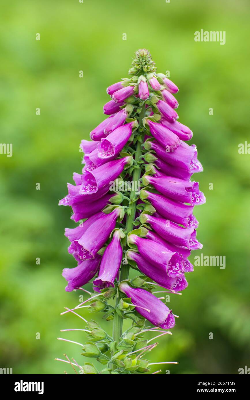 Foxglove sur Mynydd Illtyd Common dans le parc national de Brecon Beacons, dans le sud du pays de Galles, en juillet Banque D'Images