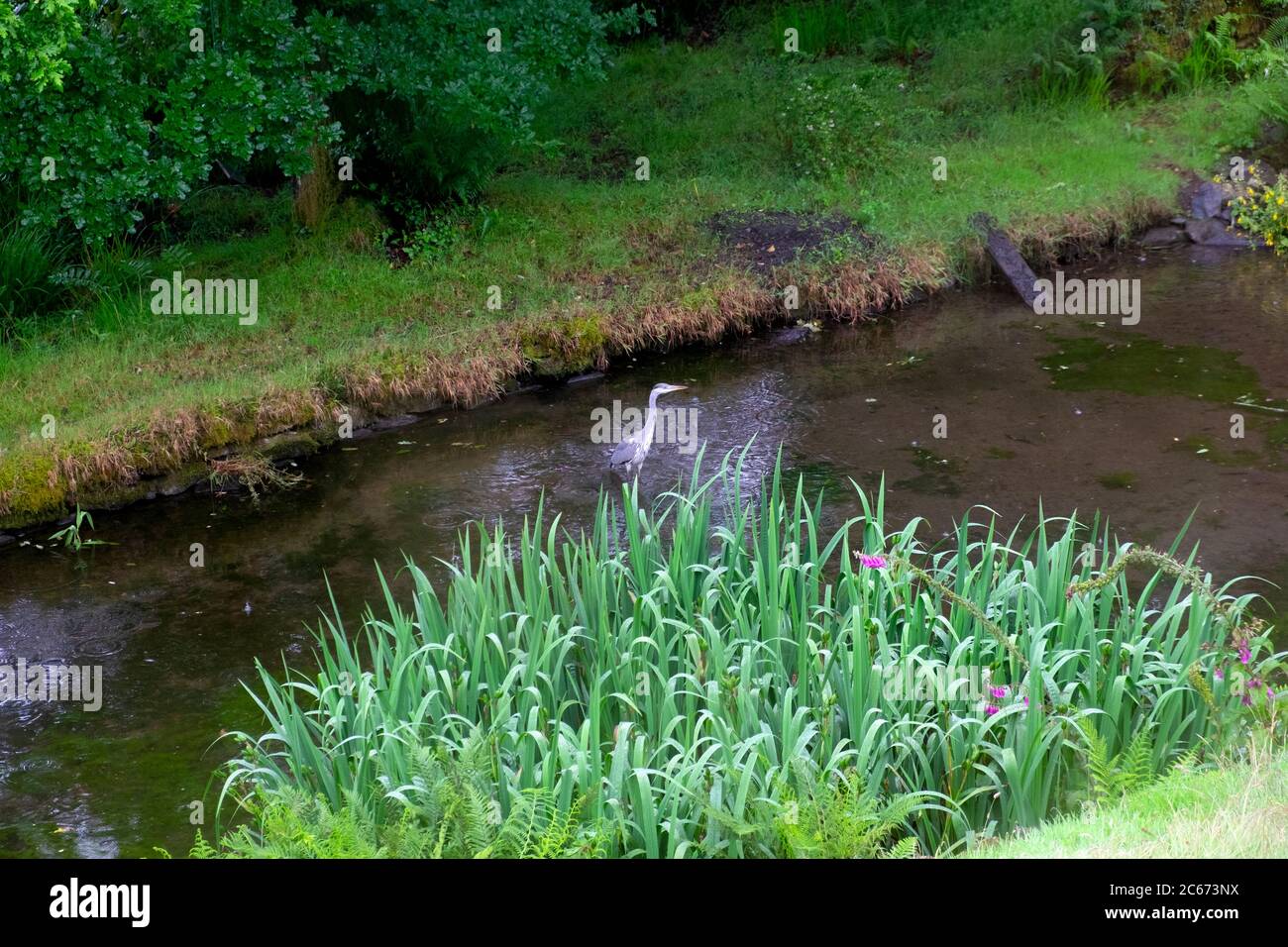 Héron gris Ardea cinerea debout se nourrissant dans un étang de jardin avec des plantes d'iris d'eau en été juillet Carmarthenshire pays de Galles UK KATHY DEWITT Banque D'Images