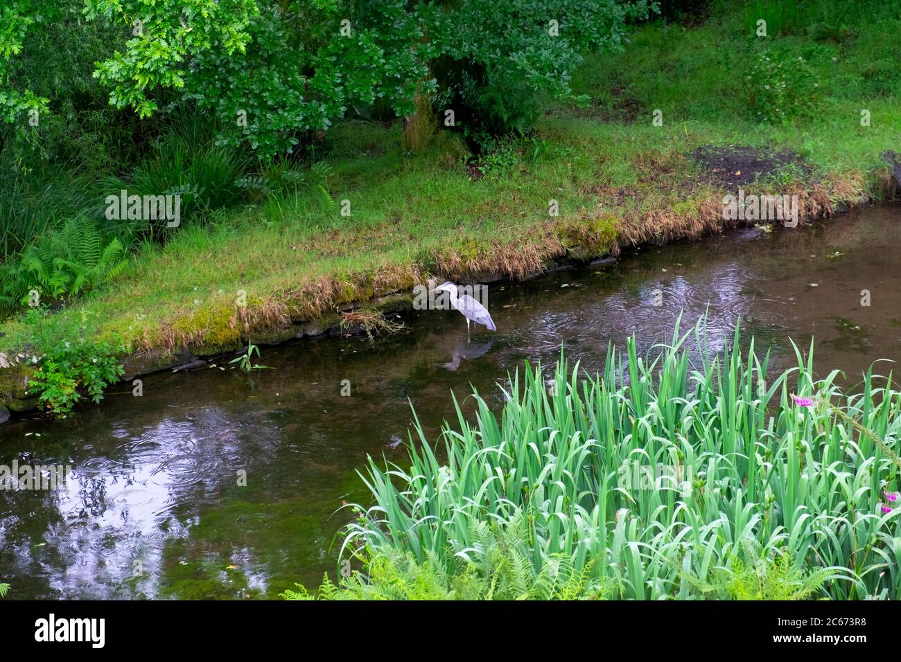 Oiseau de héron gris Ardea cinerea debout se nourrissant dans un étang de jardin avec des plantes d'iris d'eau en été juillet Carmarthenshire pays de Galles UK KATHY DEWITT Banque D'Images